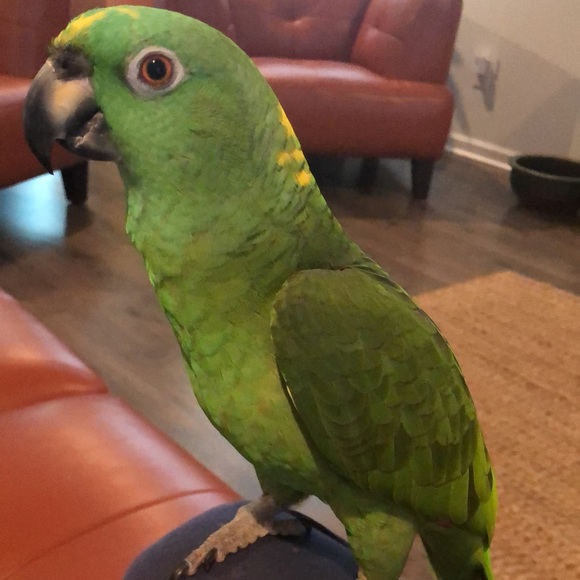 Meet your Posher, Elda - Picture 5 of 6